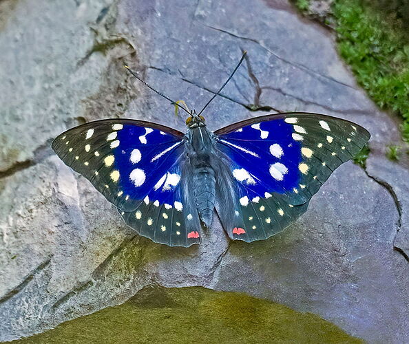 The Five Colors Butterfly.jpg