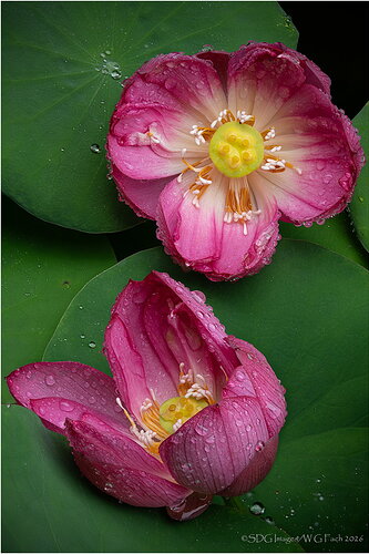 Lotus Love