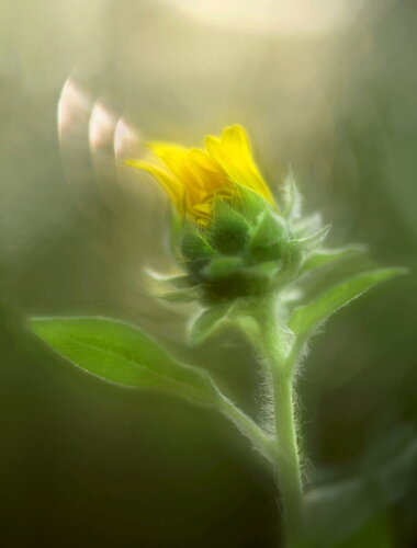 Revision 1 - Sunflower Kiss 864A2144 Edit.jpg