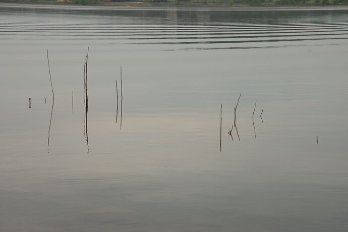 reeds-bw-original-DSC_4377