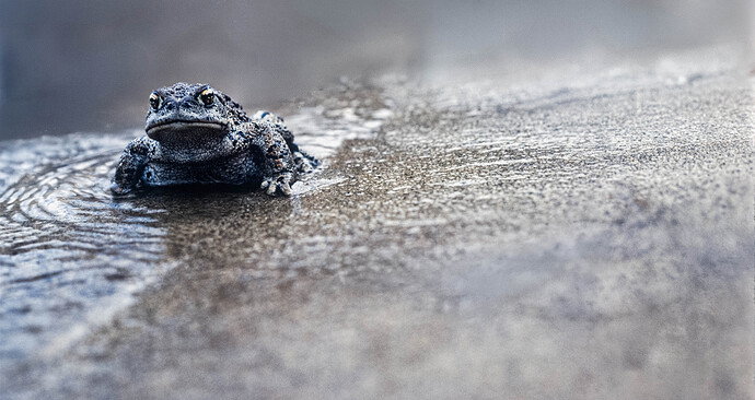 Revision 1 - canyon toad new scan-1 copy 2.jpg