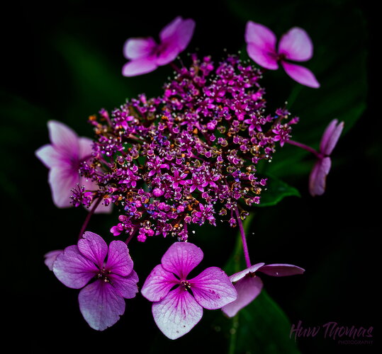 Original - Hydrangea 20260802-DSC00474.jpg