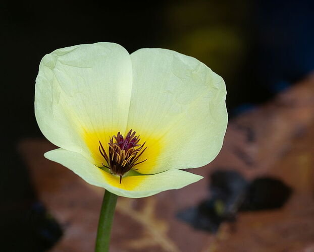 Bill-Autumn-Lotus-56882A7r3-25 copy