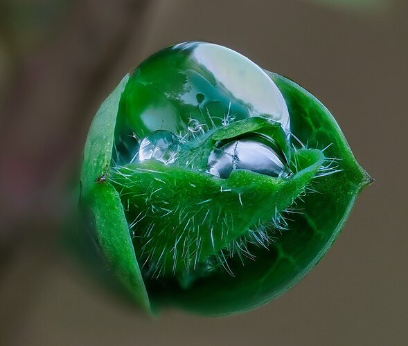 Green pearls repost red