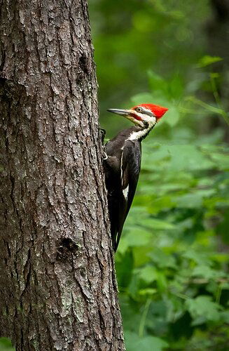 Pileated in the forest.