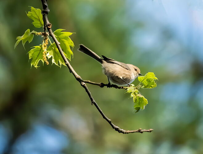 BUSHTIT.jpg