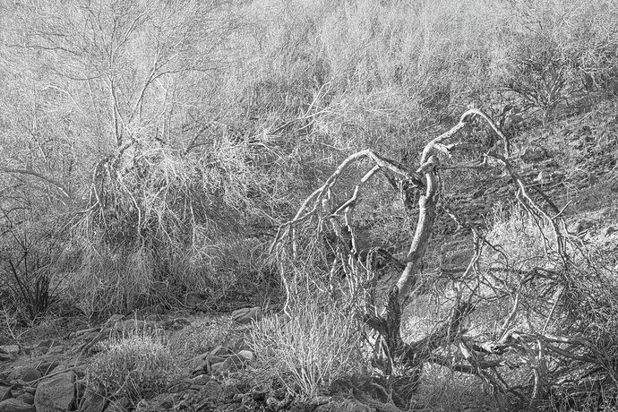 Palo Verde 3c.jpg