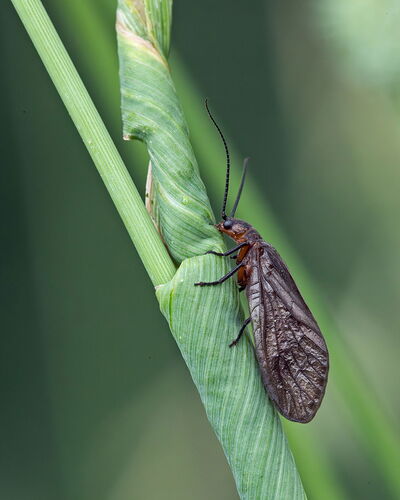 Alderfly.jpg