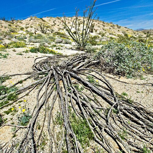 Ocotillo Skeleton - 2017.jpg