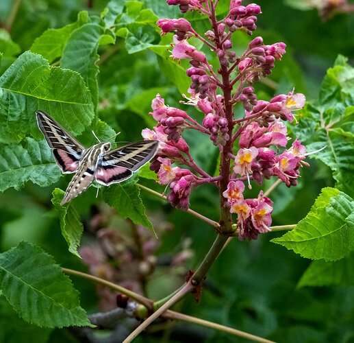 4U0A3604 White-lined Sphinx Moth.jpg