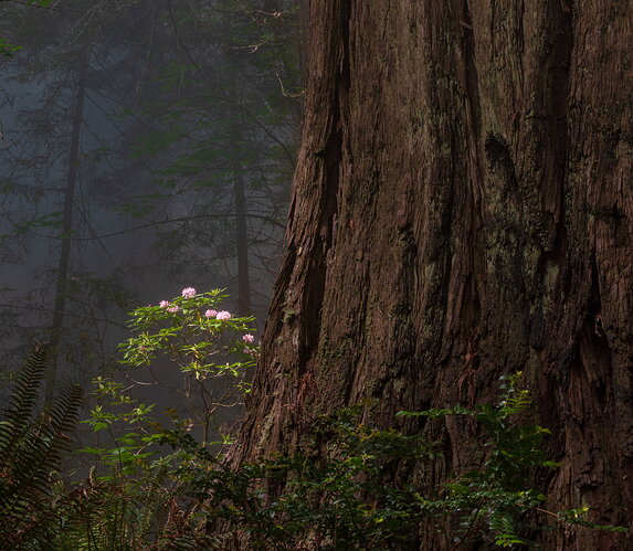 Redwoods Rhododendron-Warmer