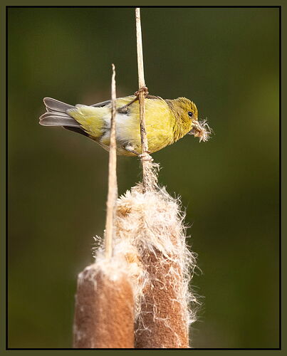 Lesser Goldfinch2-NPN.jpg