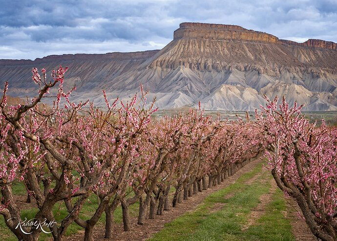 EM131162-MorningInTheOrchard (1) Cloned out Flower above Mountain Ridge - Denoise - Removed Pink form Sky