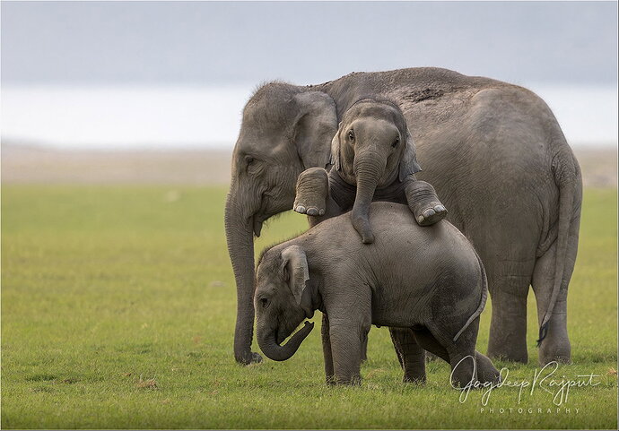 Elephant Calves at Play