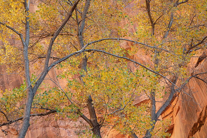 Cottonwood Cacophony.jpg
