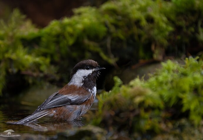 Chestnut-backed Chickadee