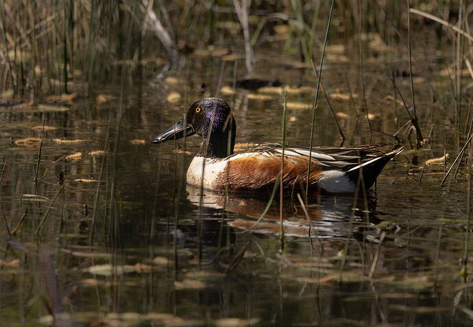 Northern Shoveler-NPN.jpg