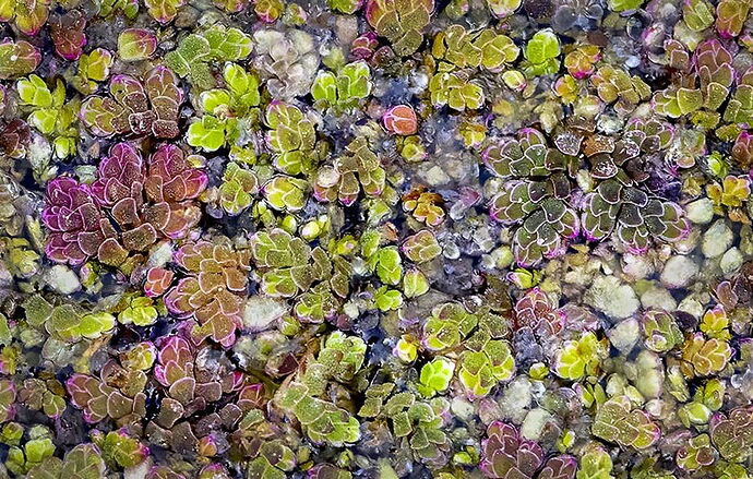 _L6A2022 Nature's Mosaic_Cropped