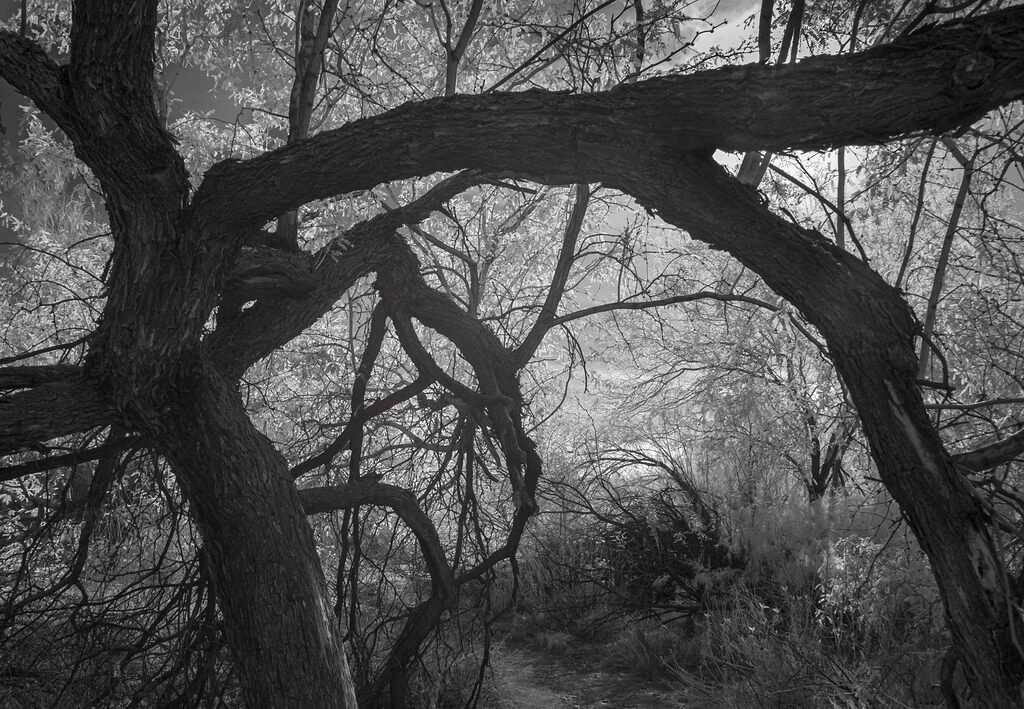 Tangled path - Landscape Critiques - Nature Photographers Network