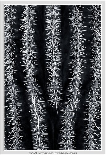 Saguaro Necklace