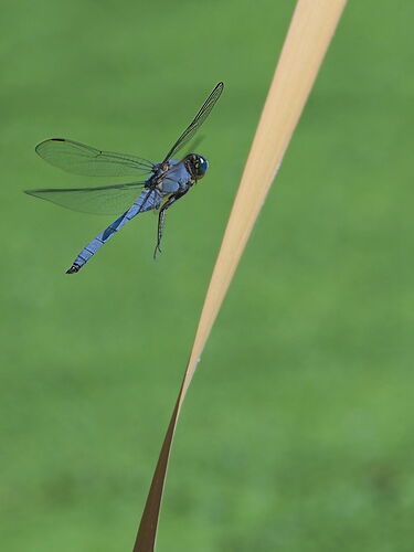 dragonfly-_K4A0378.jpg