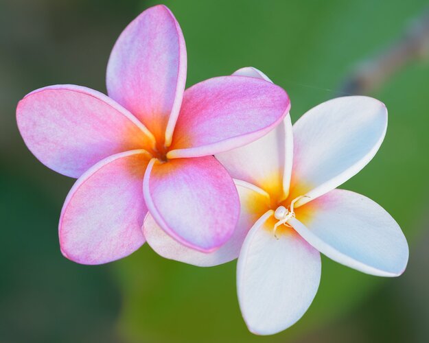 STT_March_16-_2020_237_CCLum