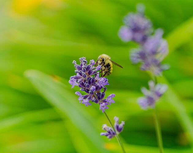 Bee2_DxO-Edit.jpg