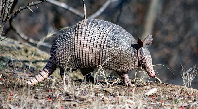 Nine-banded Armadillo