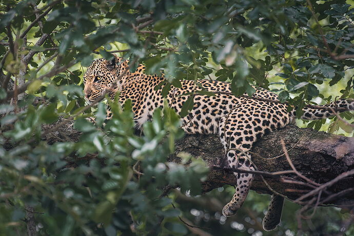 20251011_Africa_SabiSandsGameReserve_1705-001.jpg