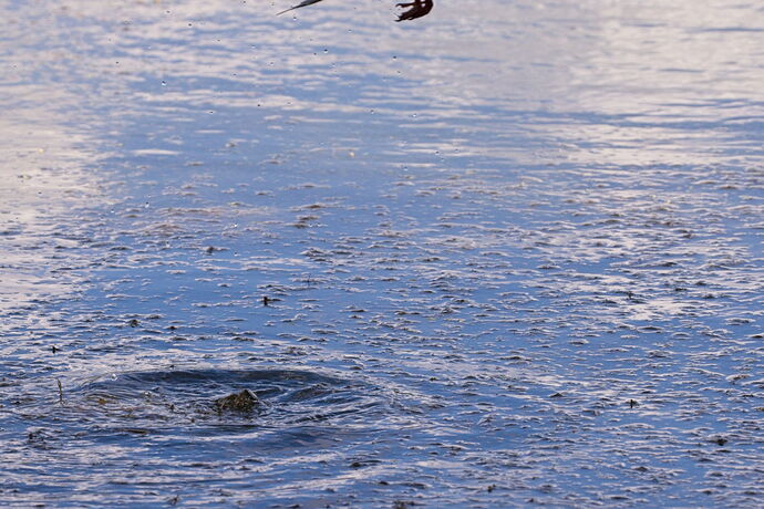 insect-canoa-pond_K4A5155