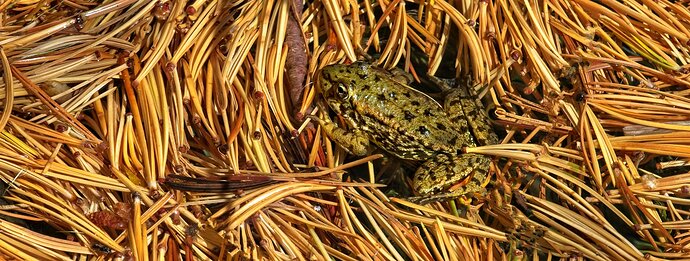 Mountain Yellow Legged Frog on Pine Needle Raft.jpg