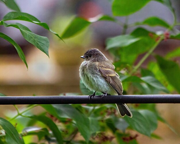 Eastern Wood-Pewee