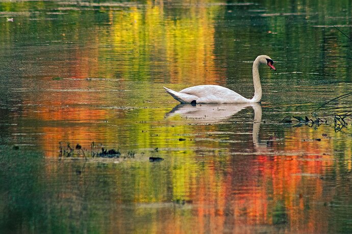 Autumn Swan