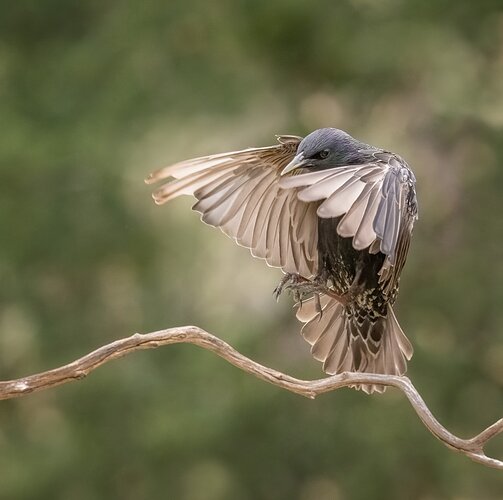 Another Starling landing