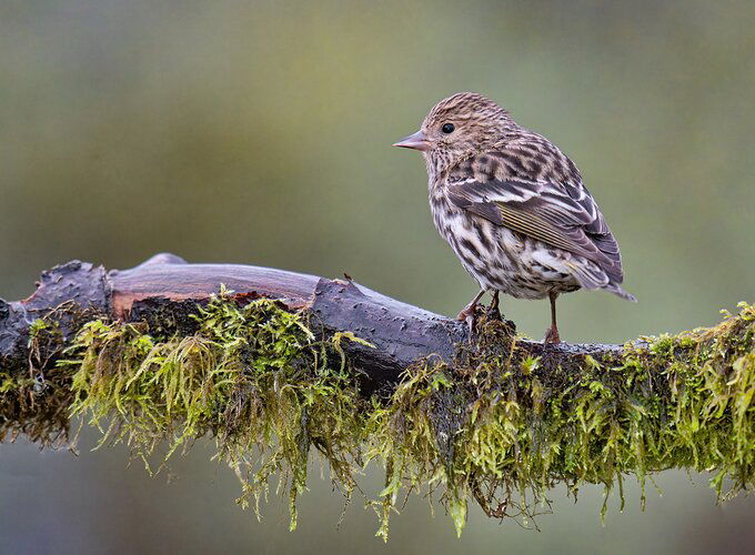 Pine Siskin