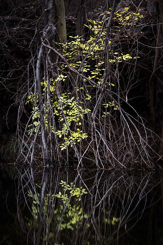 Creek limbs c2-