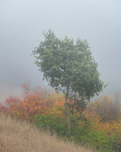 Bursting through the fog