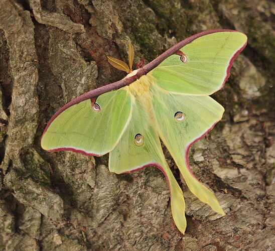 Luna Moth.jpg