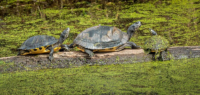 Kristen_SmithOctober 22, 2020Turtle Family (1 of 1)