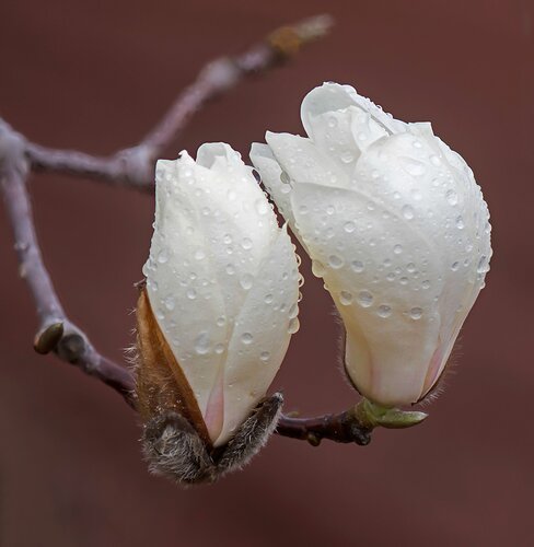 Magnolias in the Rain