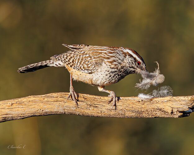 Cactus Wren2