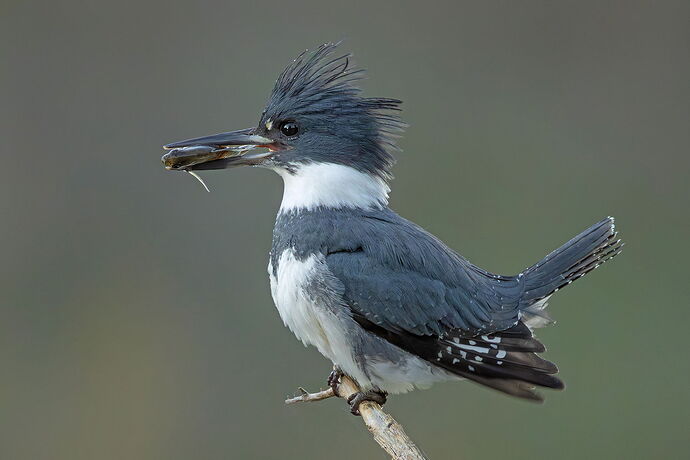 Belted Kingfisher 159.jpg