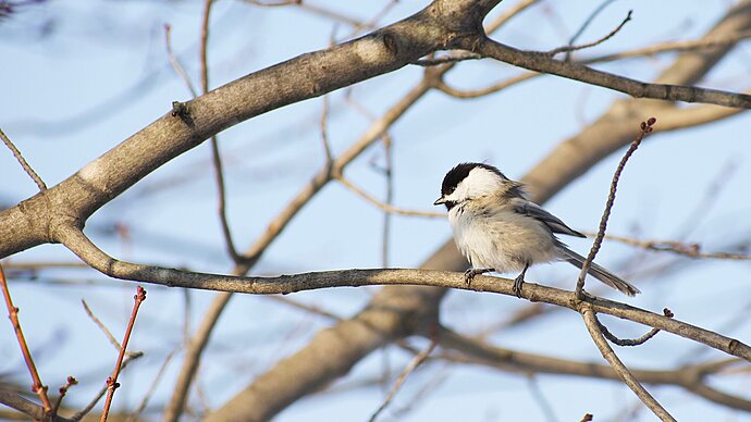 Cheerful Chickadee