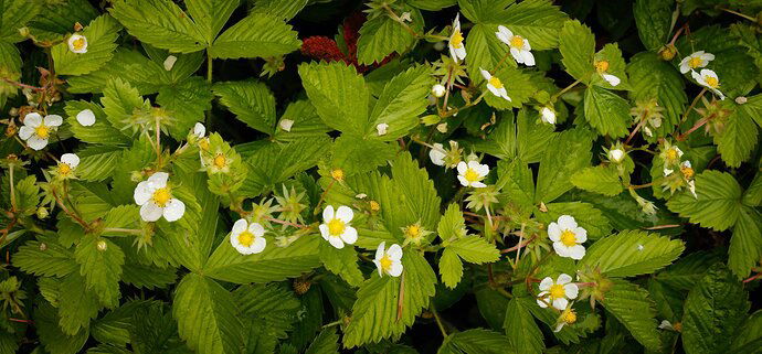 Wild Strawberry Patch - Repost