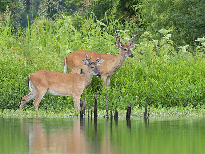 White-tailed deer 26.jpg
