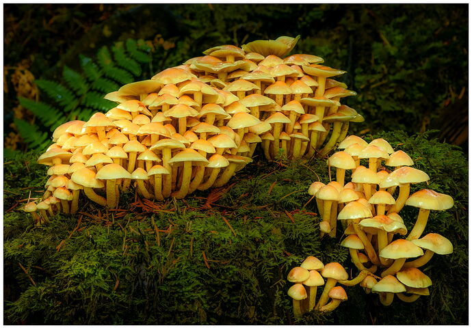 Shrooms Edit-2