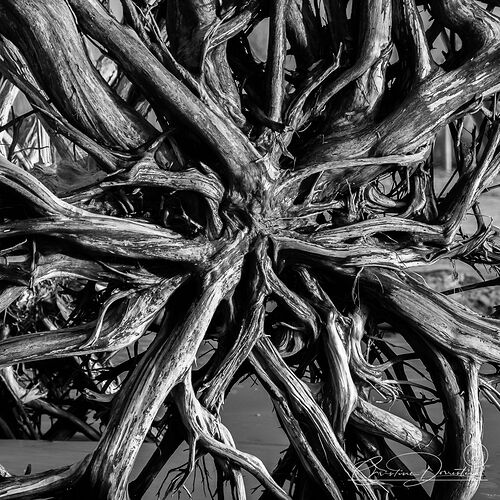 NPN_DRIFTWOOD_BEACH_FTU5404_v3