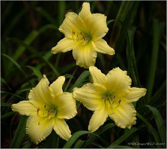 Three-Stars2025-05-17-14-23-49-(B,R8,S4)A7r3-25.jpg