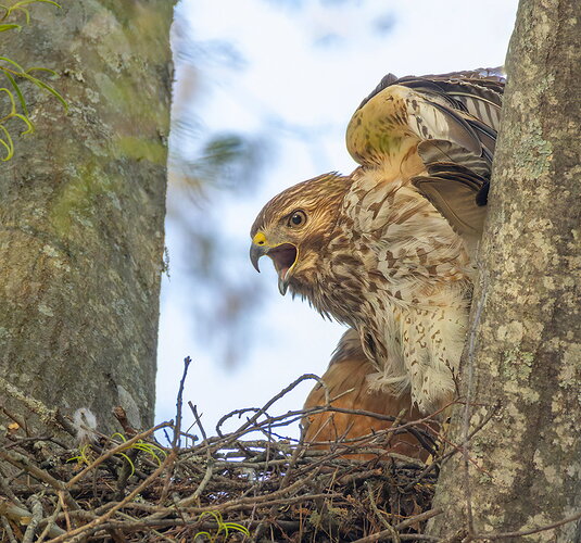 Red-shouldered Hawk 11.jpg