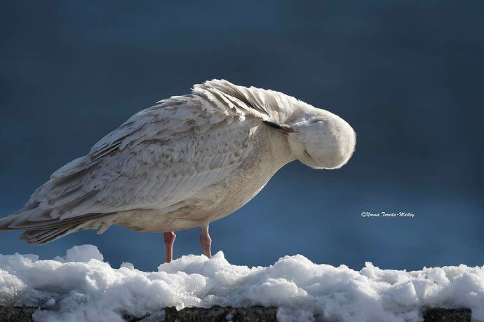 Iceland Gull preening